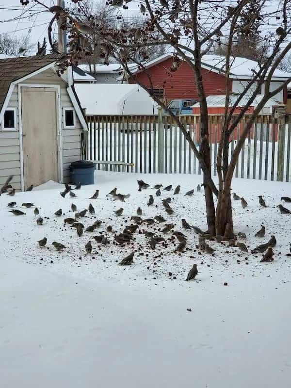 Large flock of wild birds making a mess eating berries on backyard snow.