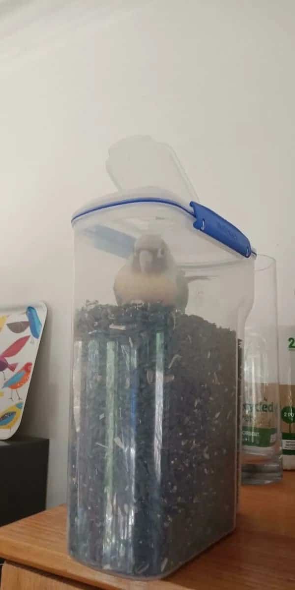 Cheeky pet parrot sitting directly inside a tall plastic container filled with birdseed.