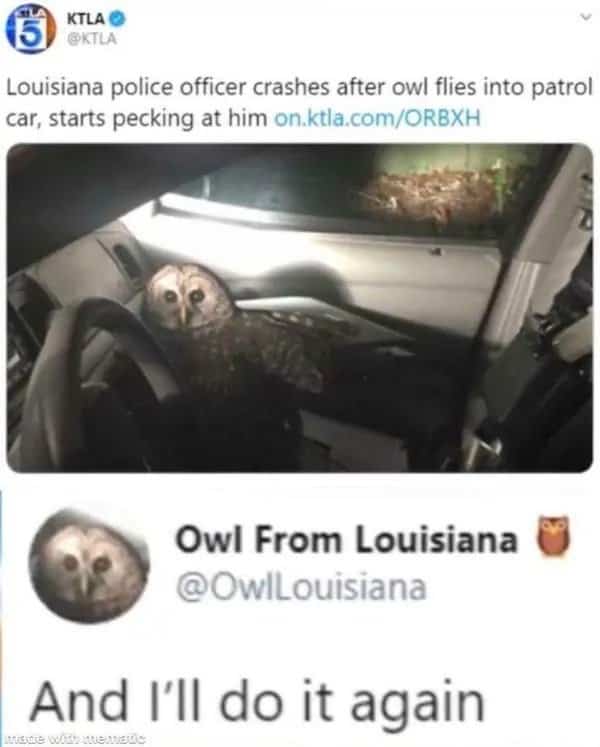 Tweet about an owl causing a police crash paired with an unapologetic response meme.
