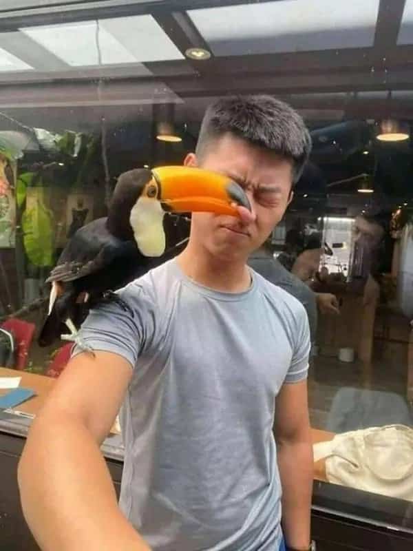 Friendly toucan perching on man shoulder while shoving its large yellow beak up his nose