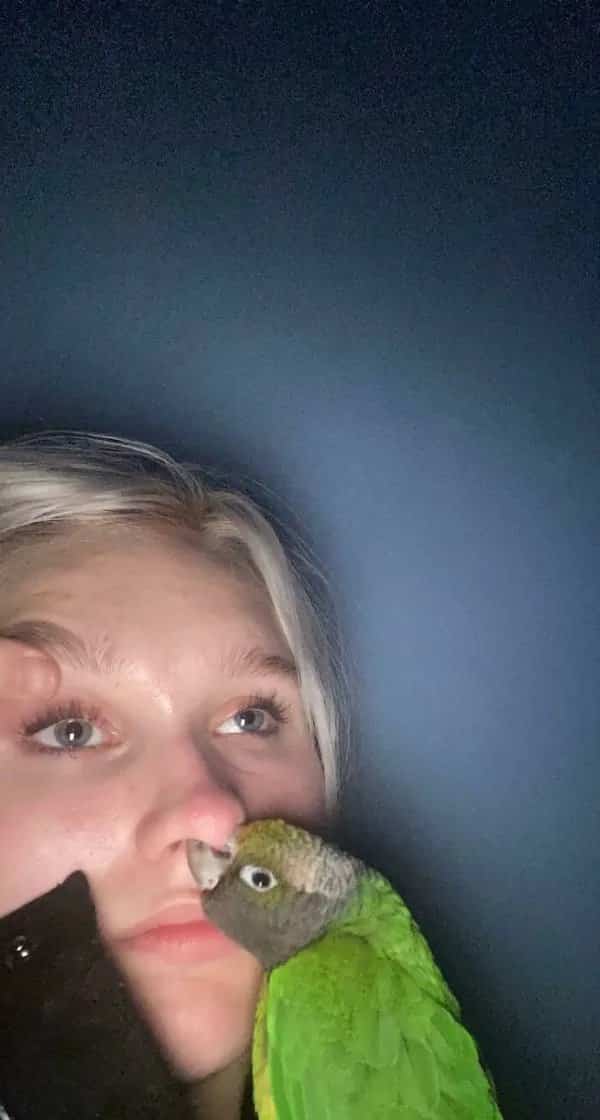 Green pet conure sticking its sharp beak directly into owner nostril in bird jerk moment.