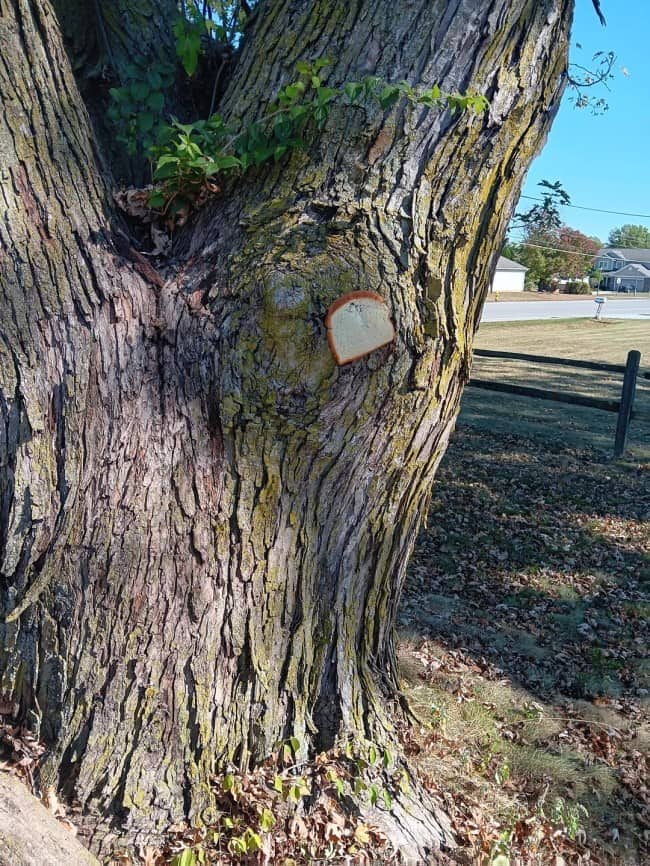 White bread stapled to a tree trunk near a quiet suburban residential street intersection.
