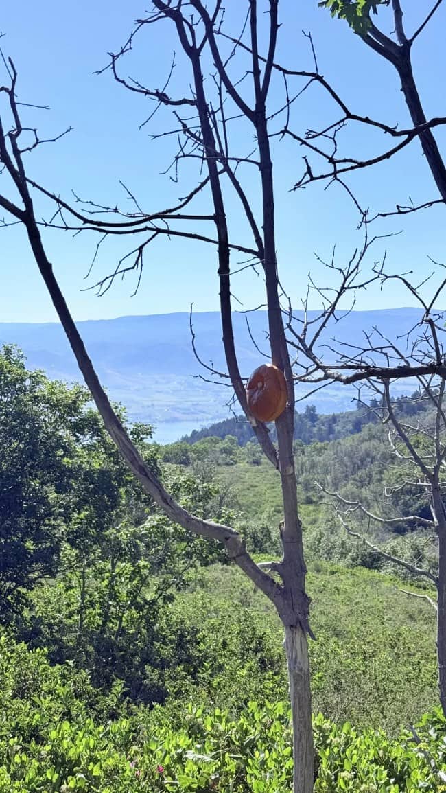 Hamburger bun bread stapled to a tree branch overlooking a vast scenic mountain valley.