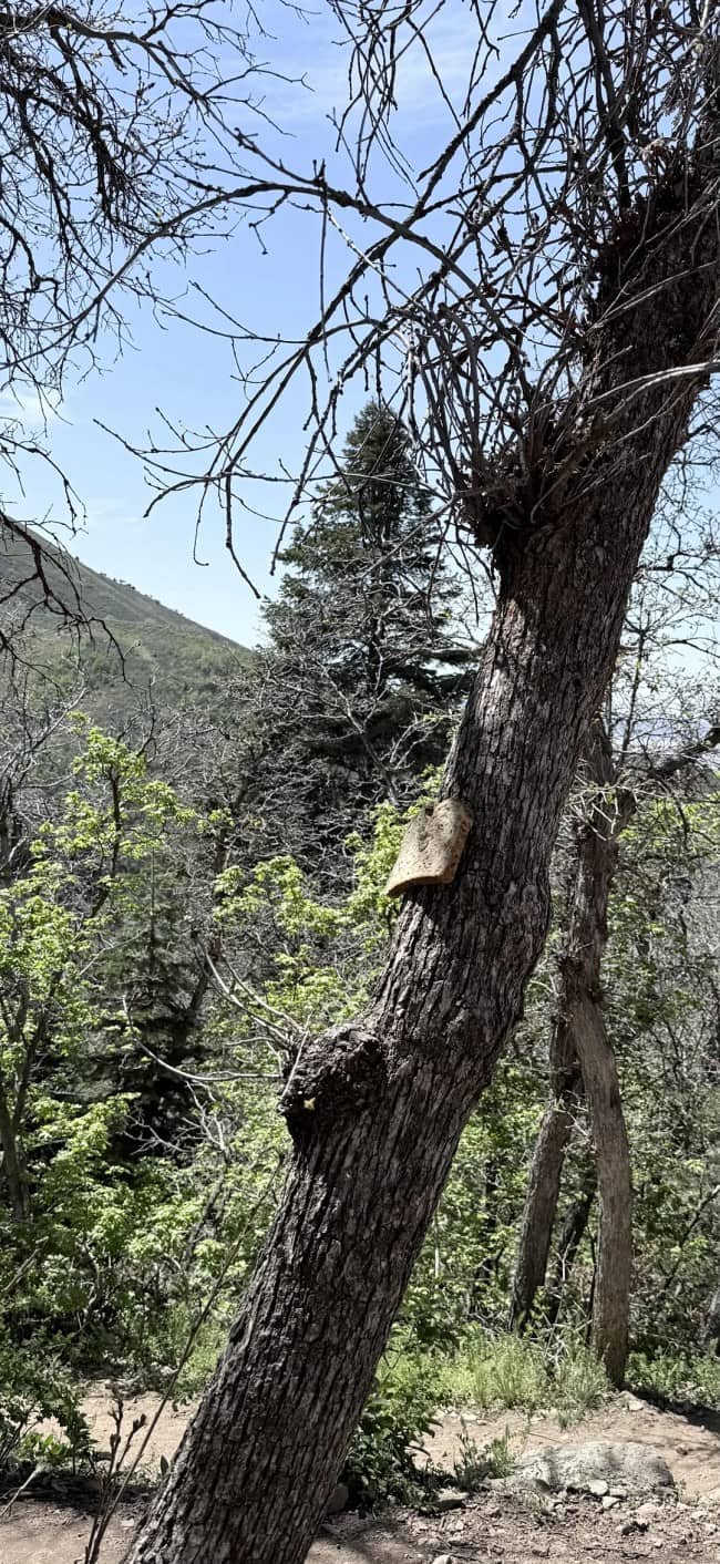 Classic white bread stapled to a tree trunk along a sunny mountainous hiking trail.
