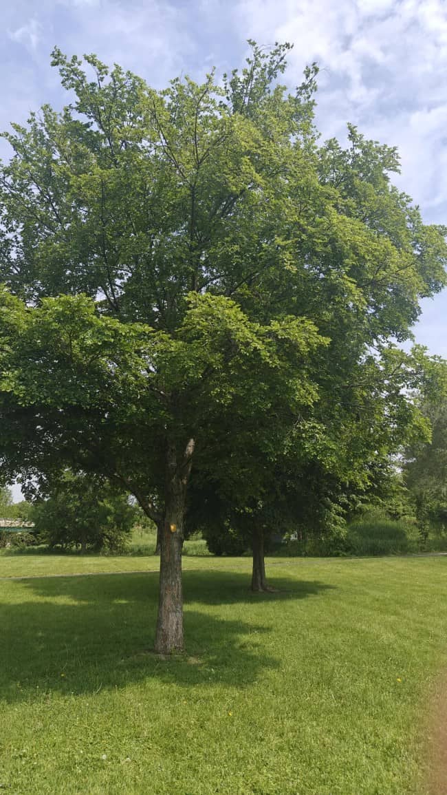 Small piece of bread stapled to a tree in a lush green grassy park.