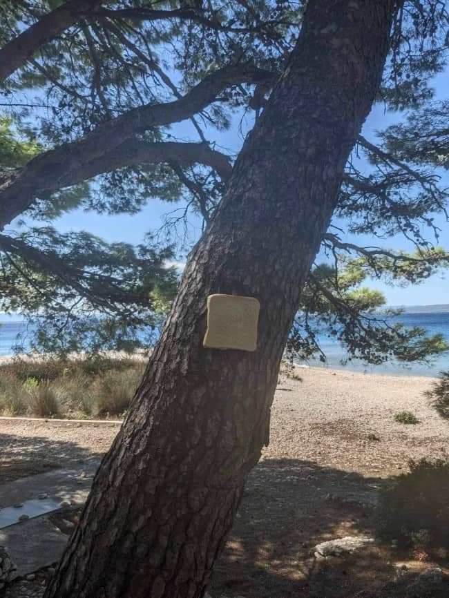 Square slice of white bread stapled to a tree overlooking a scenic sunny beach.