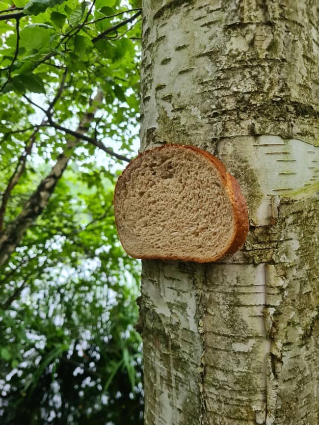 Thick slice of wheat bread stapled to a birch tree near a tranquil lake.
