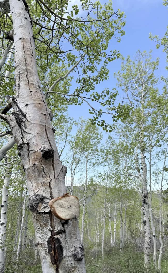 Thick heel slice of bread stapled to a tree in a dense aspen forest.