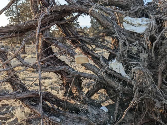 White bread stapled to a tree root alongside weathered animal skulls in a desert.