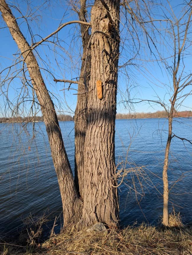 Single hot dog bun bread stapled to a tree trunk beside a large tranquil lake.