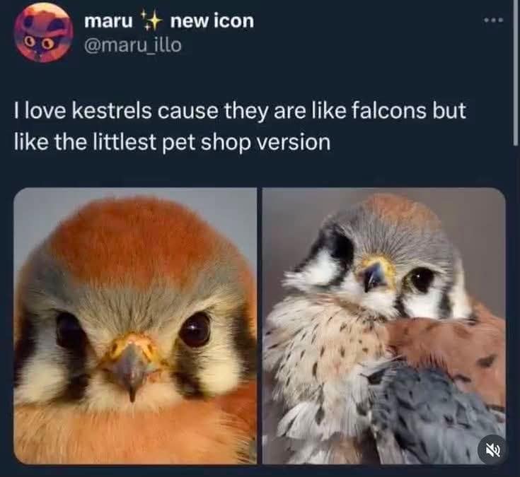 Twitter screenshot comparing kestrels to a toy Littlest Pet Shop version of a falcon due to their oversized cute eyes, featured as a classic meme.