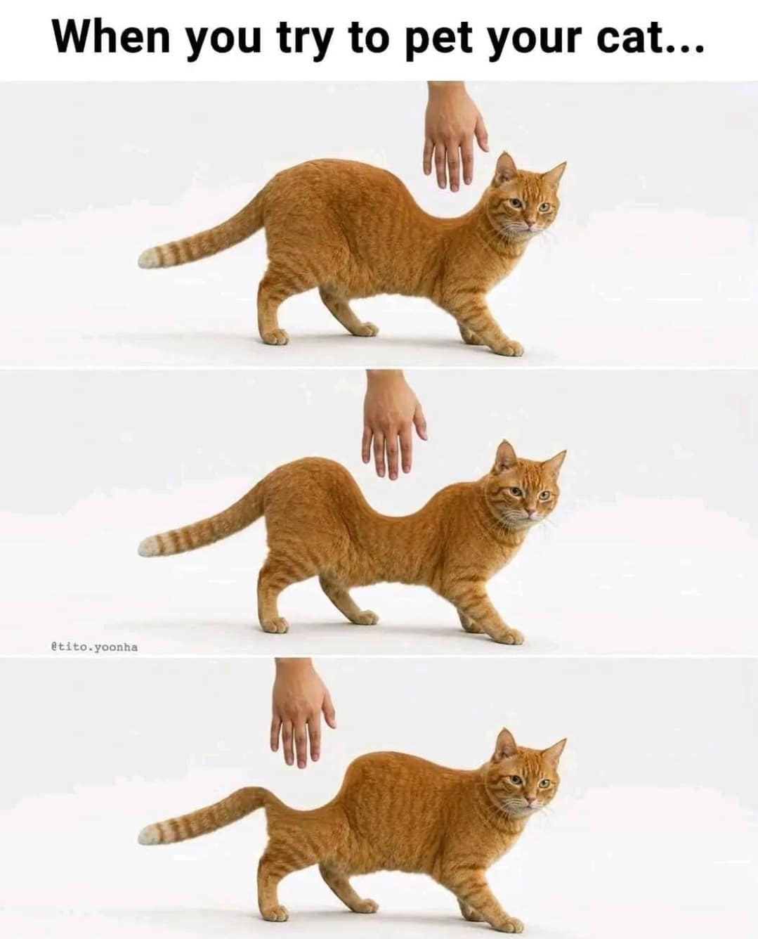 Three-panel photo manipulation showing an orange tabby cat dynamically bending its spine at extreme downward angles to dodge an approaching human hand.