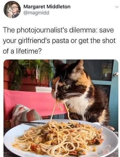 Calico cat voraciously slurping up spaghetti noodles directly from a plate, captioned as a photojournalist choosing a viral shot over protecting dinner.
