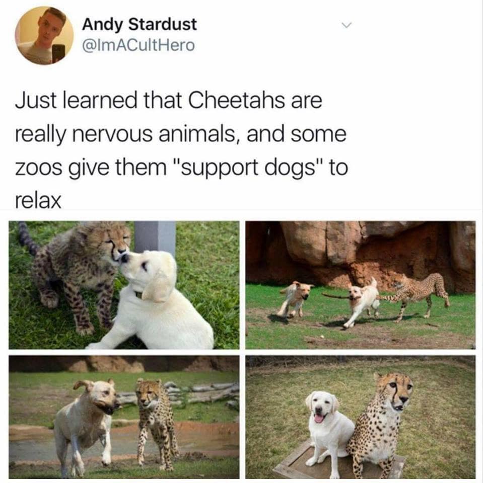 Wholesome viral tweet featured as a classic meme explaining that cheetahs suffer from anxiety and receive support dogs at zoos to help them relax.