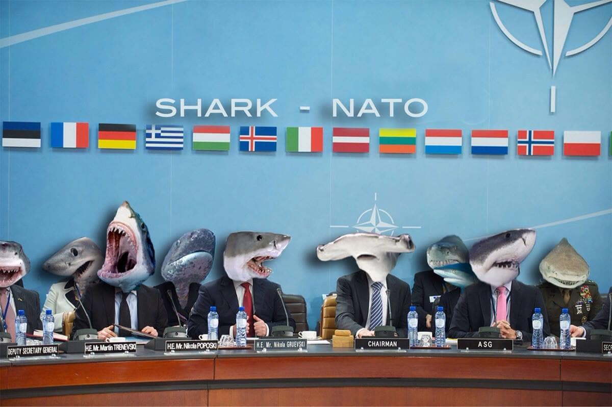 An aquatic geopolitical edit in this classic meme gallery showing a NATO summit meeting room where every diplomat's head is replaced with a different shark species under a "SHARK - NATO" sign.