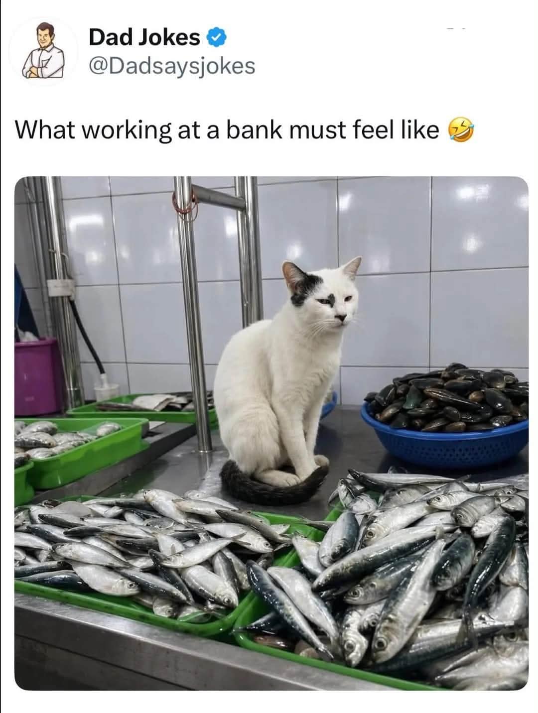 A white cat sitting quietly behind a fish market counter surrounded by thousands of fresh fish, shared in a classic meme about working at a bank.