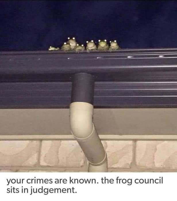 A hilarious animal trial photo acting as a classic meme showing a row of glowing-eyed frogs perched on a roof gutter, captioned "your crimes are known. the frog council sits in judgement."