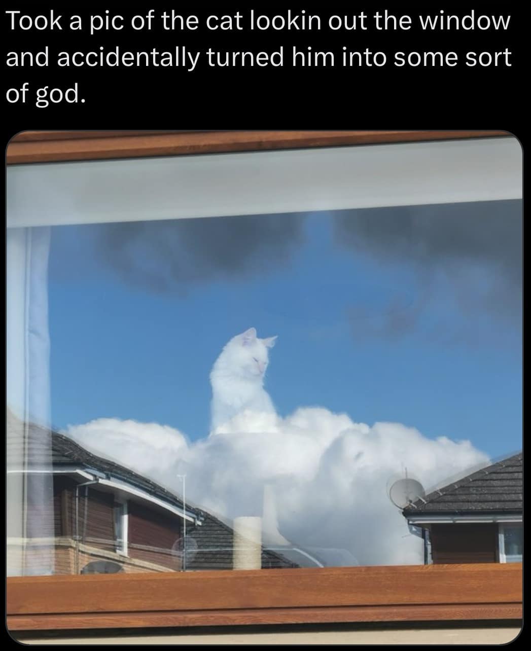 Optical illusion window photo acting as a classic meme where a white cat's reflection aligns with sky clouds, making the feline look like an ascending deity.