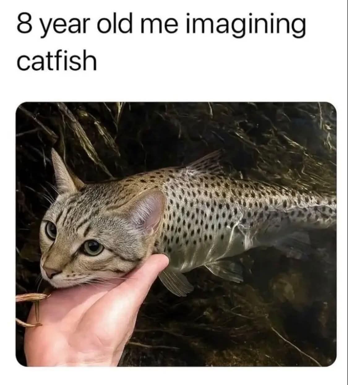 Literal childhood interpretation classic meme showing a photo-edited fish with a tabby cat head held over a stream under the caption "8 year old me imagining catfish."