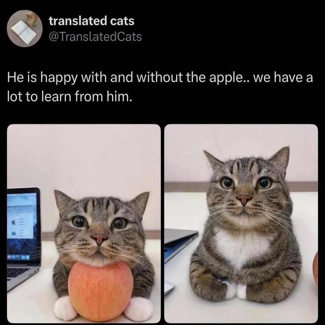 A stoic feline philosophy classic meme tweet by @TranslatedCats showing a tabby cat maintaining an identical peaceful expression with and without an apple under its chin.