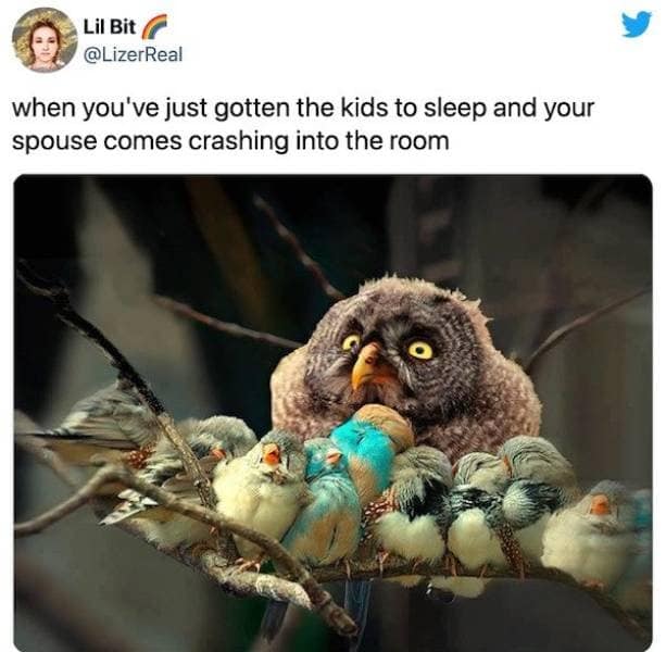 An overstimulated parenting reaction photo of a wide-eyed owl guarding tiny sleeping chicks on a branch, serving as a classic meme about a spouse bursting into the room after bedtime.