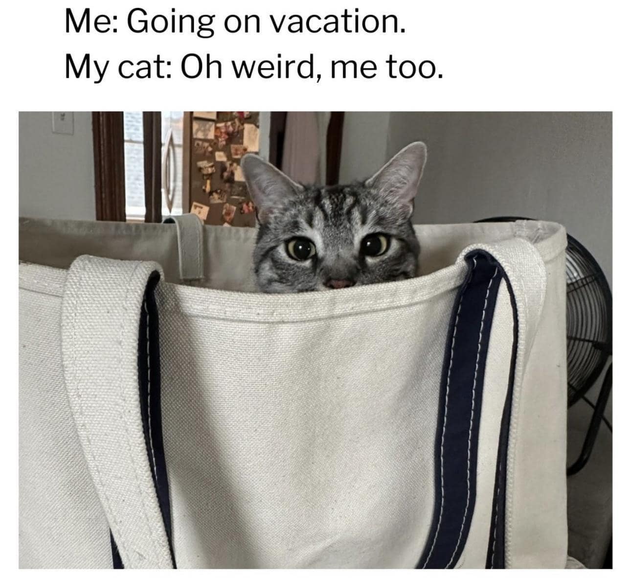 Striped tabby cat peeking curiously out from inside a canvas tote bag, featured in a classic meme about pets attempting to join family vacations.