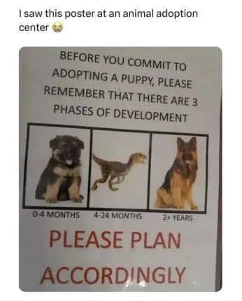 An animal shelter poster captured in a classic meme outlining puppy development stages: 0-4 months puppy, 4-24 months Velociraptor dinosaur, and 2+ years adult German Shepherd.