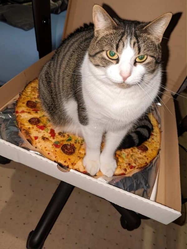 A domestic tabby cat sitting proudly on top of a fresh pepperoni pizza inside an open delivery box resting on a desk chair.