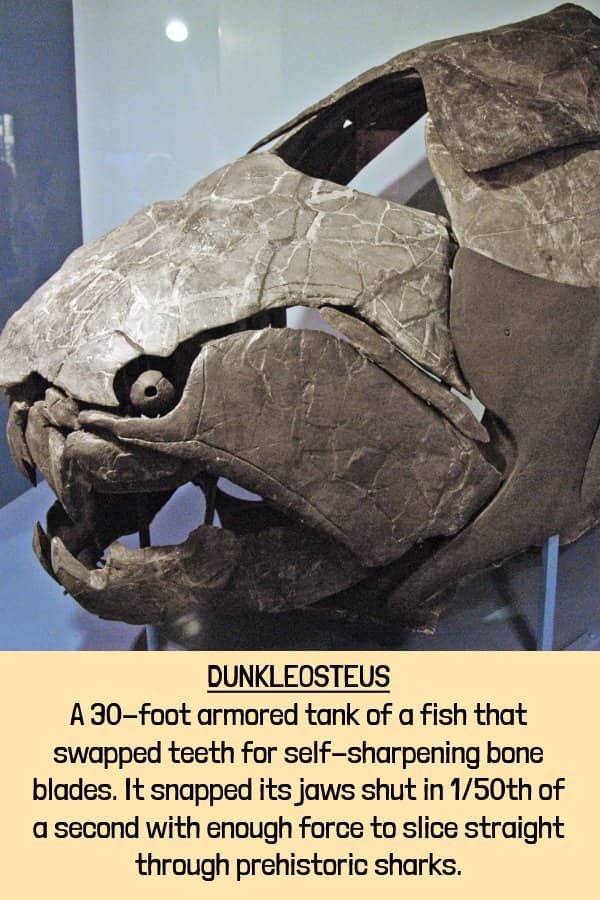 Fossilized Dunkleosteus skull featuring massive self-sharpening bone blades showcasing terrifying extinct animals.