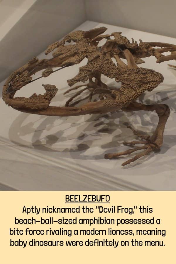 Skeleton of Beelzebufo the giant Devil Frog capable of eating dinosaurs among bizarre extinct animals.