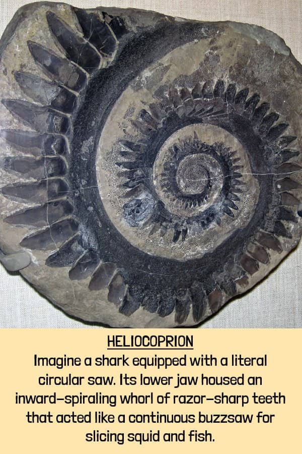 Spiral Helicoprion jaw fossil with razor-sharp teeth resembling a continuous buzzsaw of extinct animals.