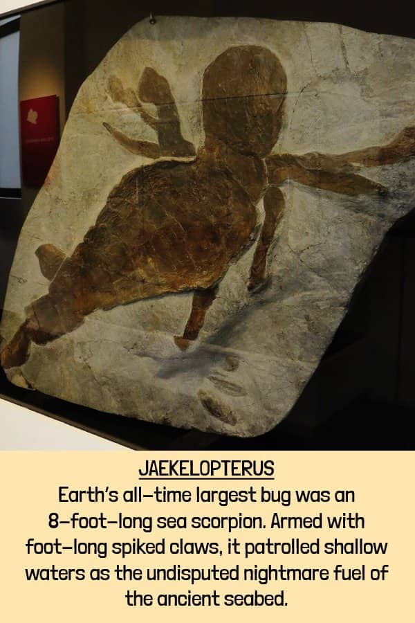 Fossil impression of Jaekelopterus an eight-foot sea scorpion highlighting the nightmare fuel of extinct animals.
