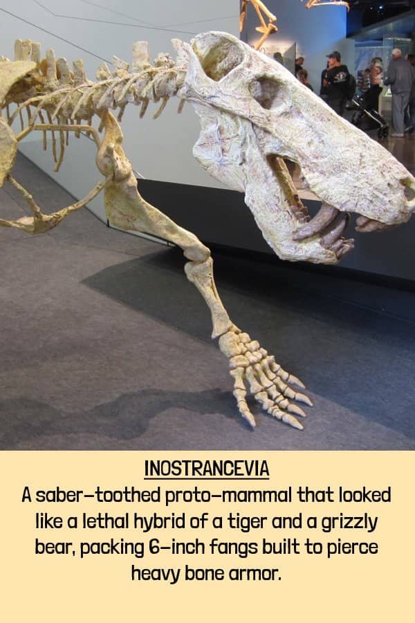 Skeletal mount of Inostrancevia a saber-toothed proto-mammal displaying lethal piercing fangs of extinct animals.