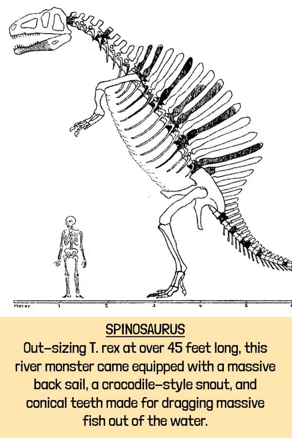 Skeletal diagram comparing the massive Spinosaurus river monster to human scale demonstrating huge extinct animals.