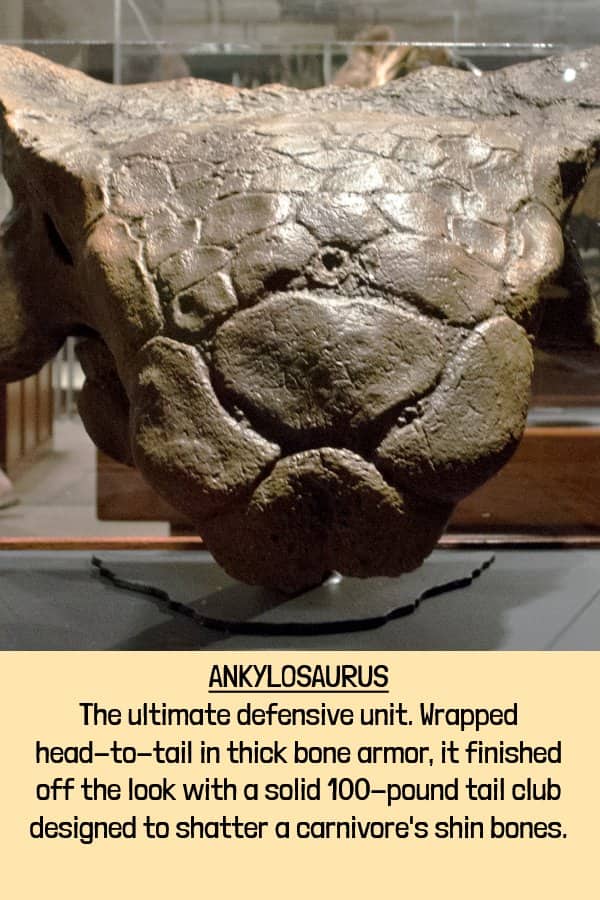 Close-up of heavily armored Ankylosaurus skull showcasing the thick defensive bone plating of extinct animals.