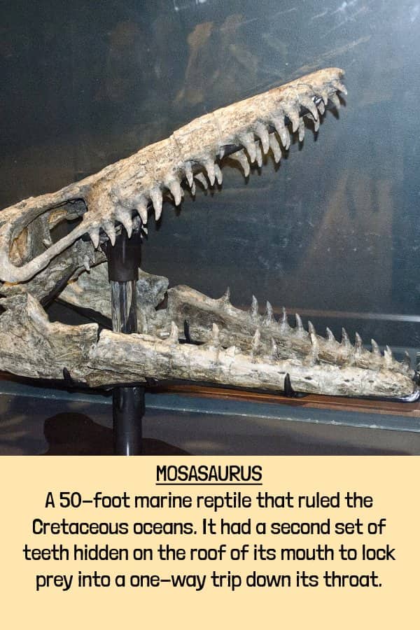 Fossilized Mosasaurus skull showing a secondary set of trap teeth unique to marine extinct animals.