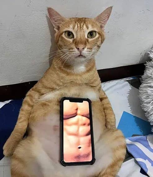 Funny cat meme showing an orange tabby holding a smartphone with fake abs.