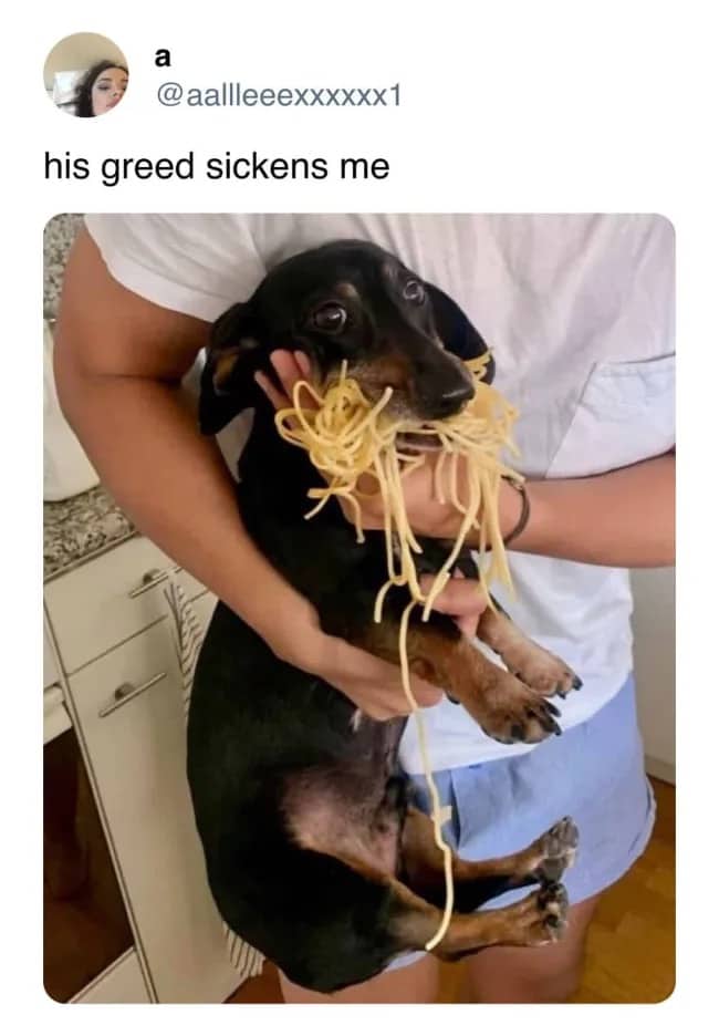 Cute dachshund dog caught holding a huge mouthful of cooked spaghetti noodles in funny memes.