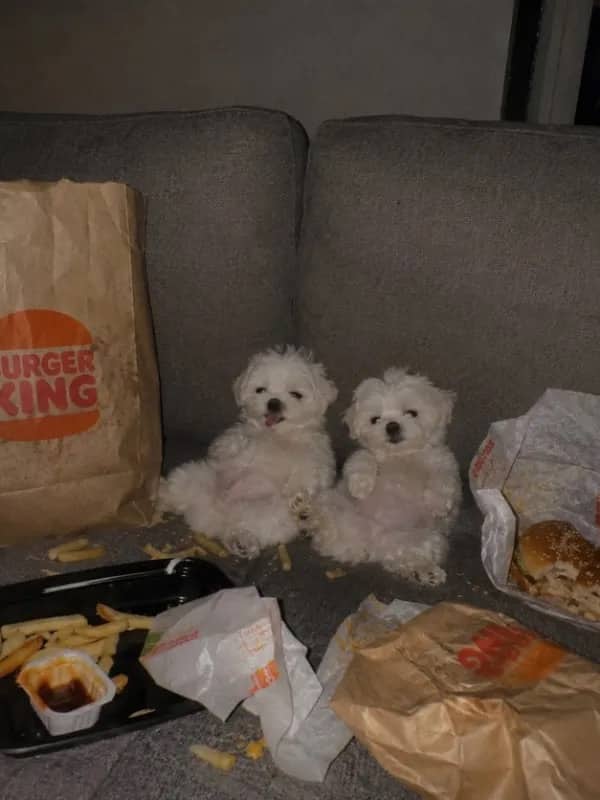 Two tiny white fluffy puppies lying back stuffed surrounded by leftover fast food funny meme.