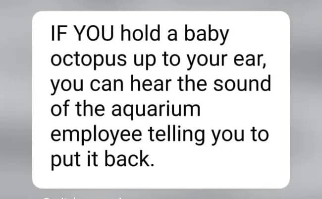Funny memes joke text about holding baby octopus to ear at aquarium.