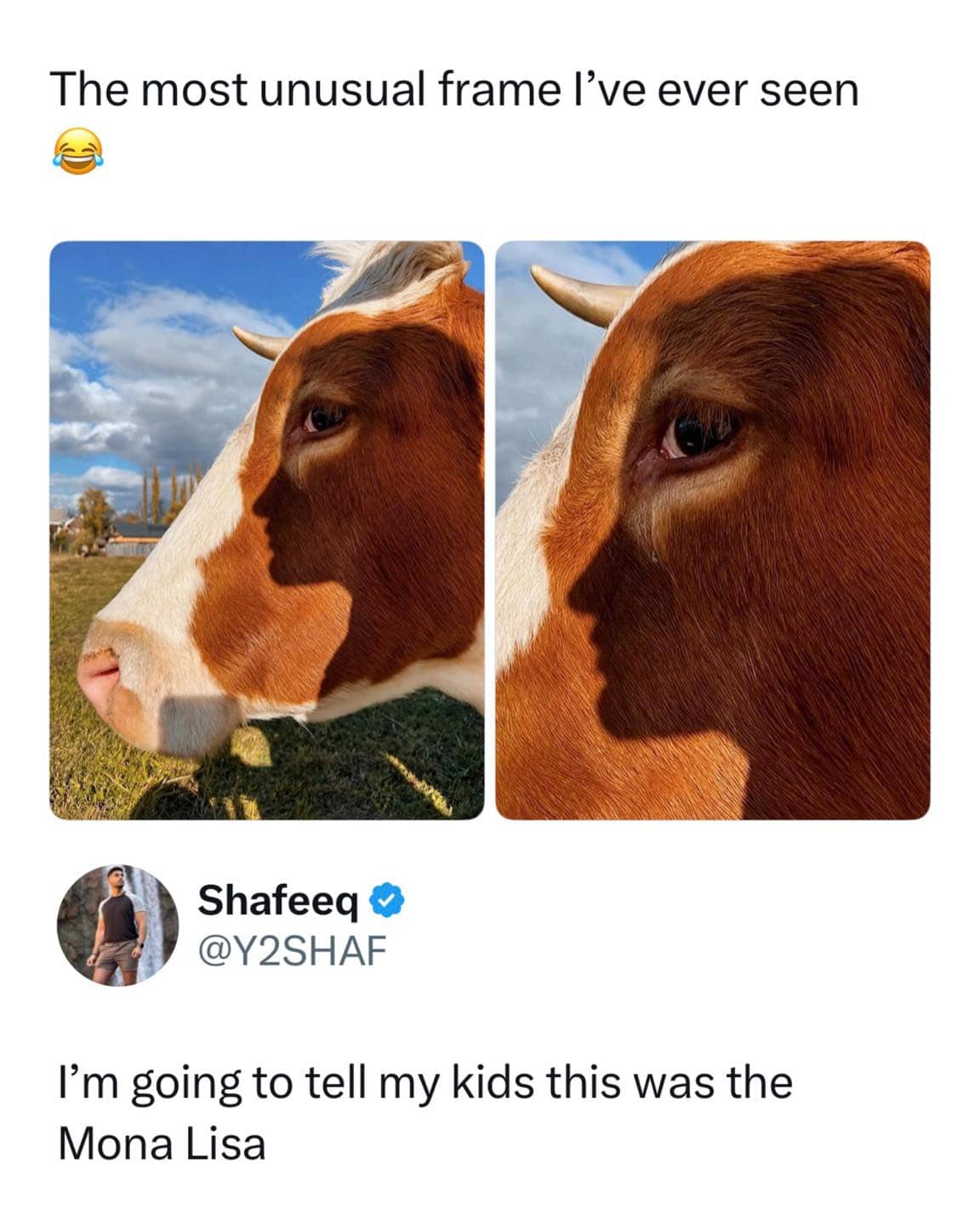 Funny cow optical illusion meme where a shadow on its face looks like a profile portrait.