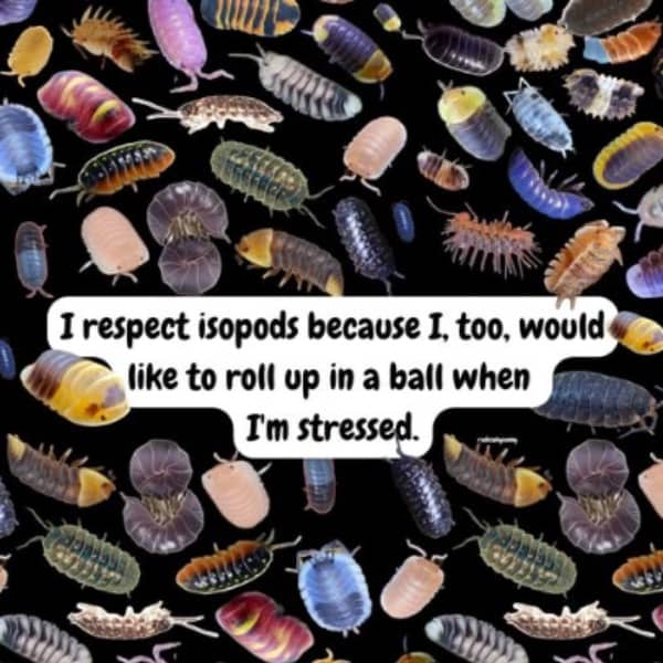 Pattern background of colorful isopods with text about rolling into a ball when stressed.