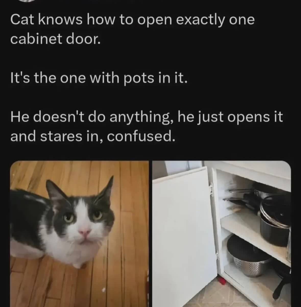 A cute cat sitting on the floor after opening a kitchen cabinet full of pots.