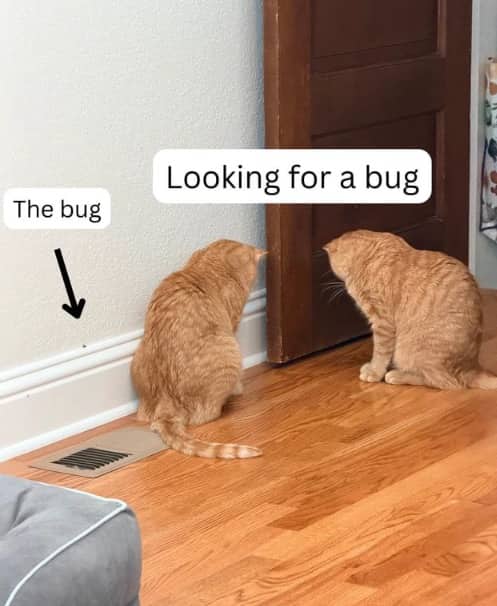 Funny cat meme showing two orange cats looking for a tiny bug along baseboards.