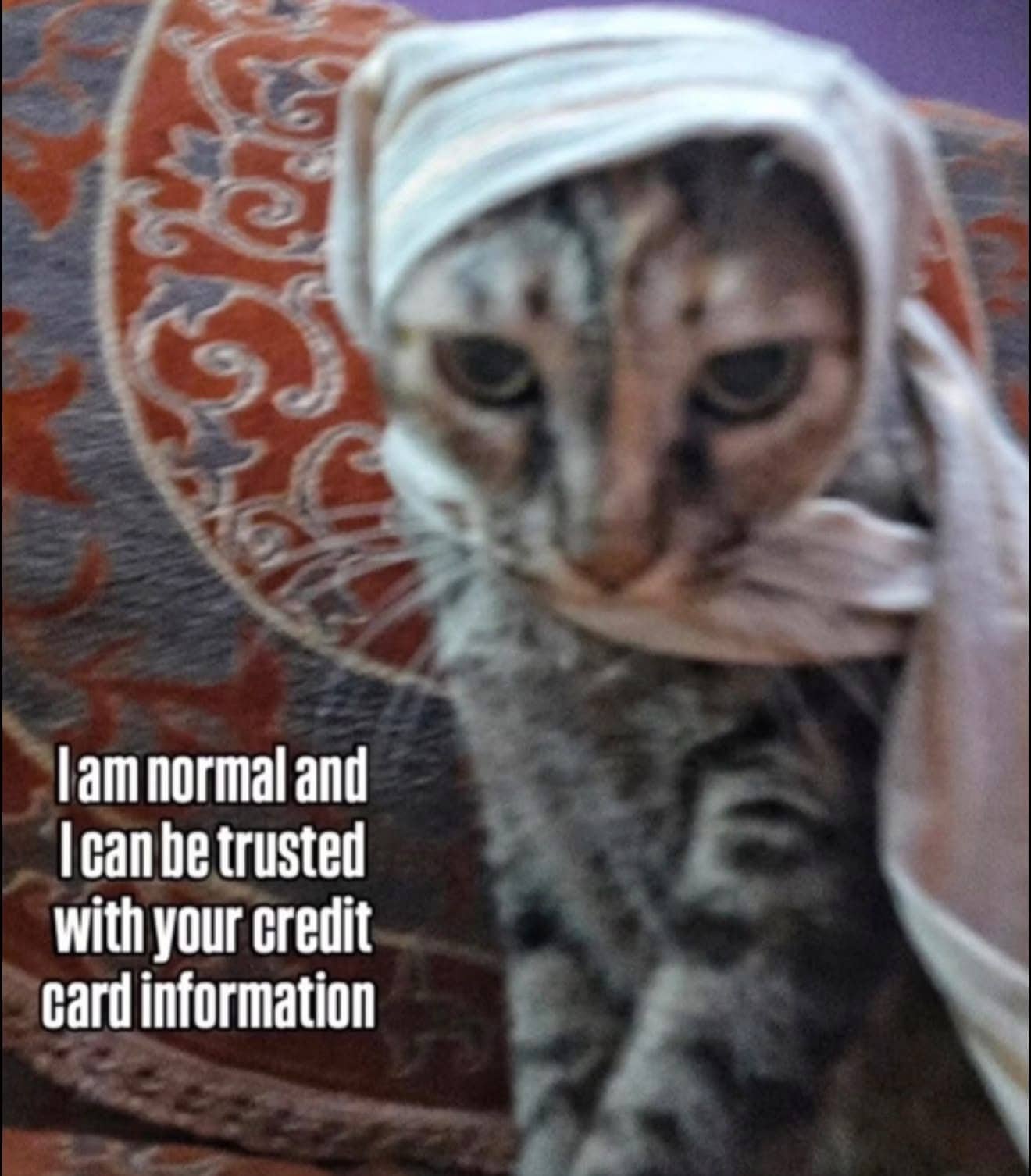 Funny memes cat wearing headscarf claiming to be trusted with credit card details.