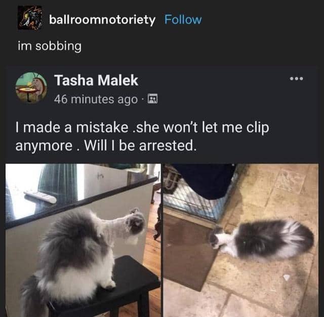 Funny memes post showcasing a pet cat with an extremely terrible botched haircut.