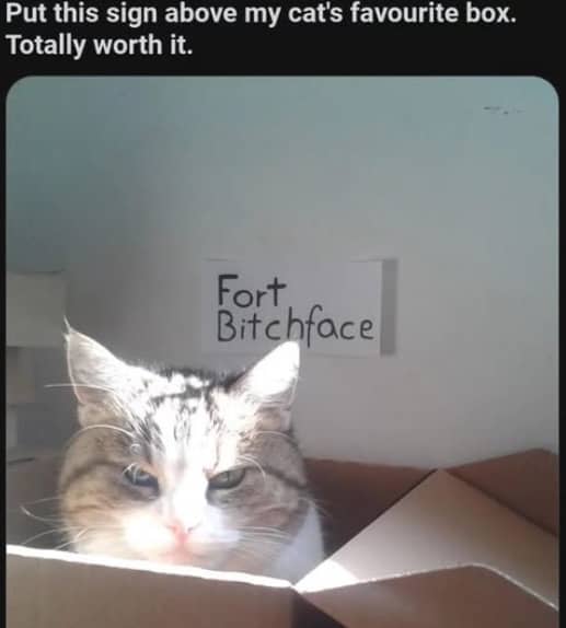 Funny cat meme featuring a grumpy cat sitting in a cardboard box labeled Fort Bitchface.
