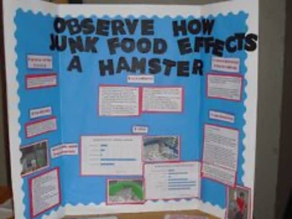 Blue trifold poster explaining a science project on how junk food affects hamsters.