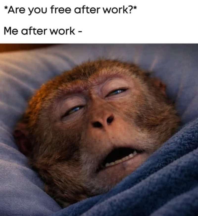 Post-work exhaustion funny work meme showing a monkey wrapped tightly in a blanket lying face-up in bed with half-closed eyes, completely drained of energy.