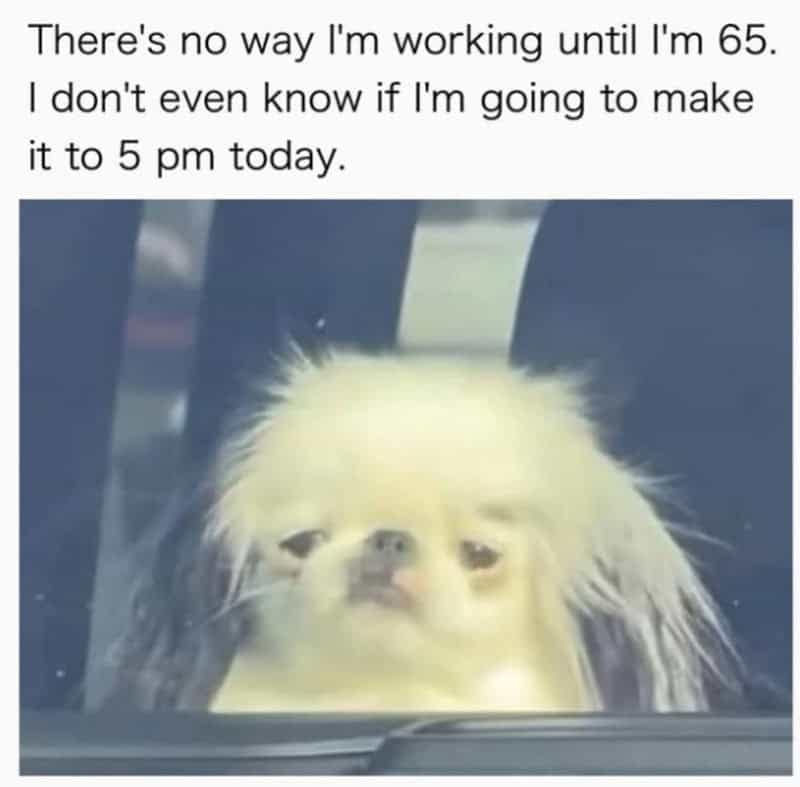 Retirement reality funny work meme showing a disheveled, exhausted small dog peering out a window while questioning surviving until 5 PM, let alone age 65.